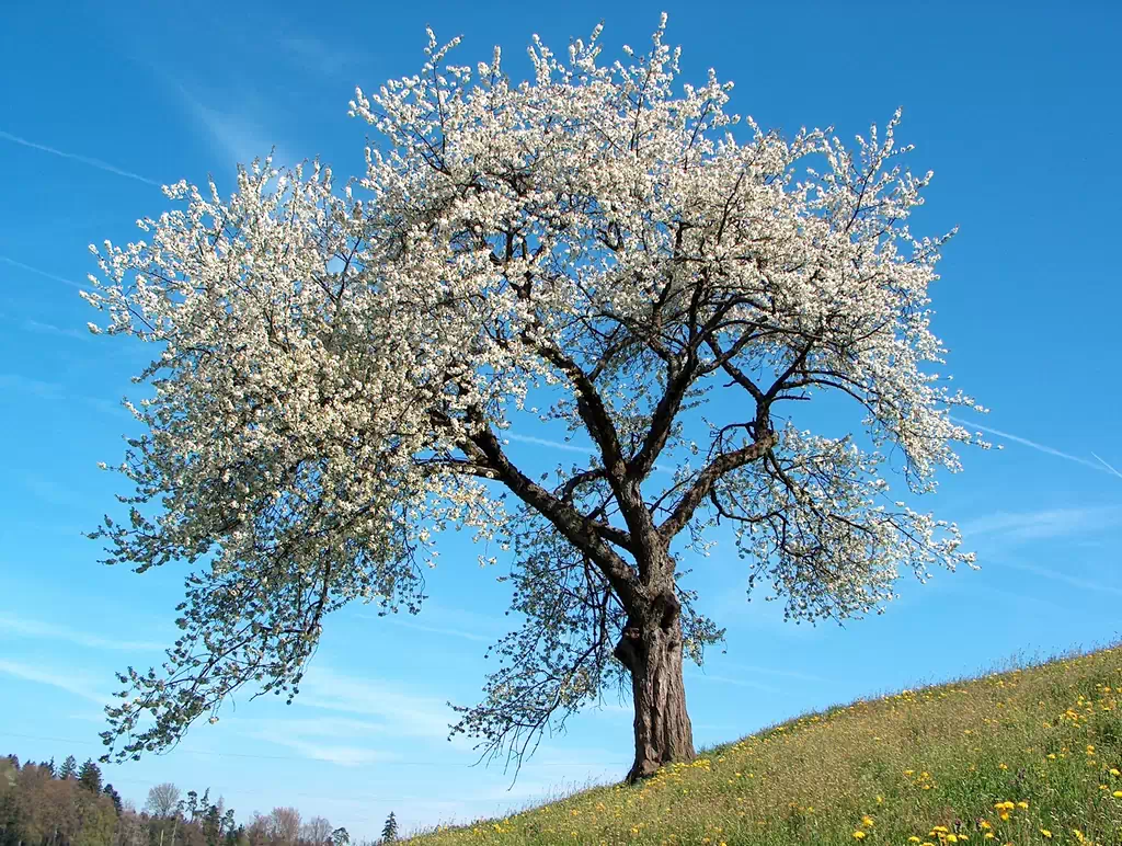un arbol que me encontre en internet supuestamente de sakura